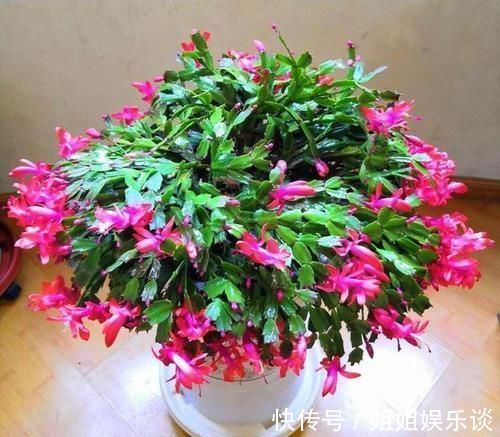 花苞|秋冬养蟹爪兰,做好4件事,叶片肥又绿,花开满枝头!