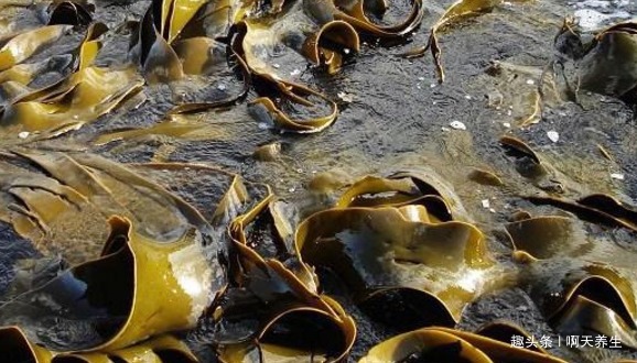 植物酸|提个醒吃海带不能碰此物，吃了就是没事找事，现在知道还不晚