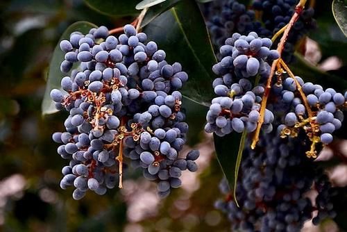 养生价值高的食物，女性坚持吃，促进睡眠质量，延缓衰老，气色好