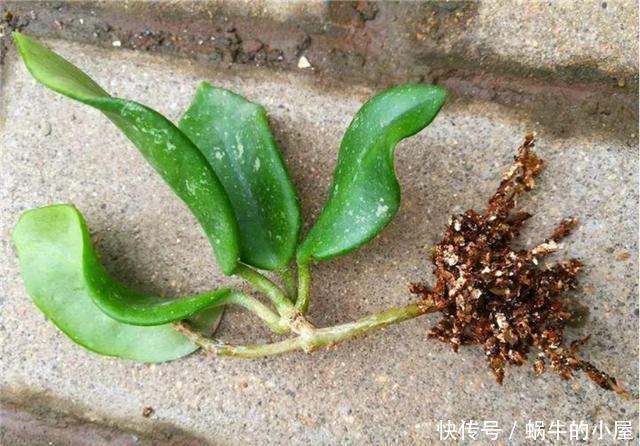 9种花不用花钱买,掐根枝条插土里,2周即可生根,好养易成活