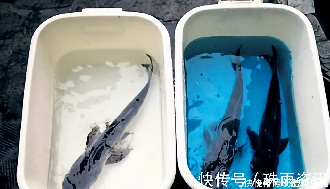 高手在民间,闽北神奇弓鱼术,能让鱼离水几天不死,是真的吗?