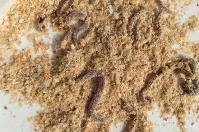 天气越来越冷，用蚯蚓钓鱼，多一个小步骤事半功倍