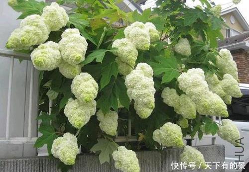 长势|有个院子别光养月季花,种3种漂亮花,好养护长势旺,开出花海