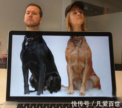 |搞笑动图:这狗牵出去一定霸气!