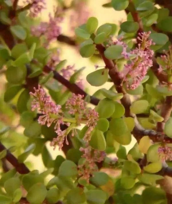 叶子长|金枝玉叶开花了,真花长这样,很多人没见过