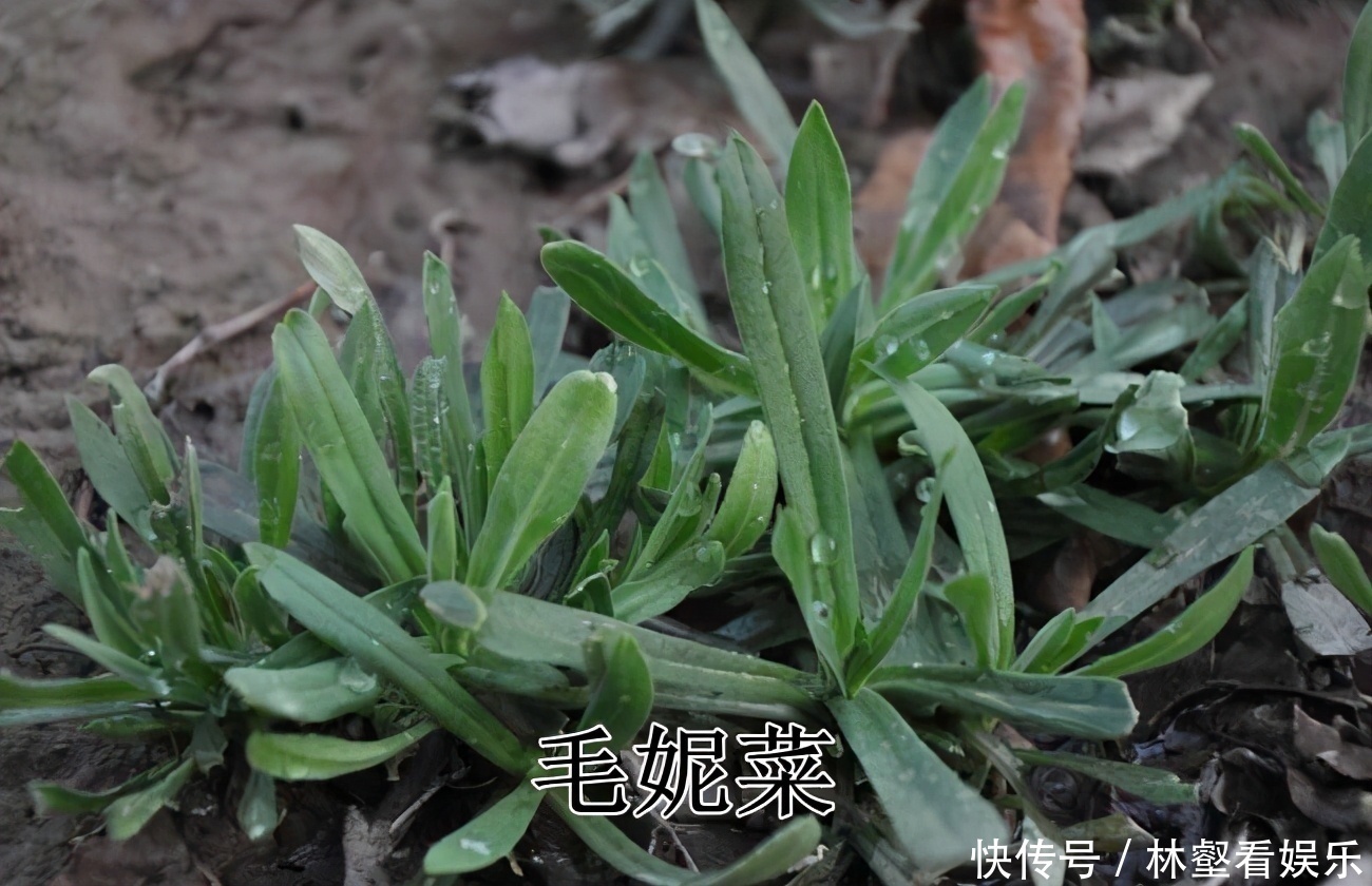 毛妮菜|春天4对“双胞胎”野菜,很多人傻傻的分不清楚,你认识几种