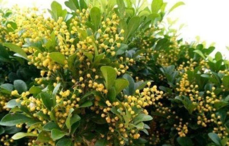 家养4种旺运花，吉祥又喜庆，吉祥富贵，红红火火好运来！