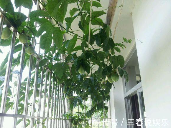 这种水果太好养,1粒种子就能爬满阳台,年年都有水果吃!
