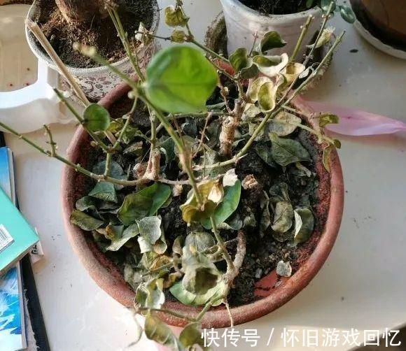 这花不能换盆,现在一动土,小命不保!