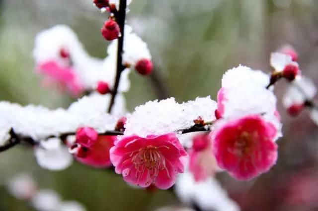  踏雪寻梅|大雪赏梅：暗香疏影 踏雪寻梅