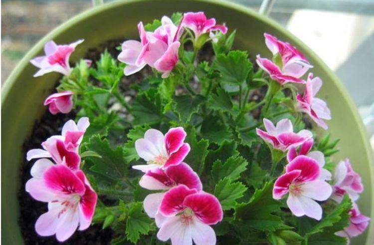 5种漂亮花,好养易活,花开不断,枝头窜满花苞,美