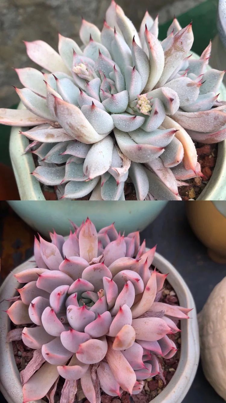 白月影|多肉小白三年励志对比养自己的花,爱自己的宇宙!