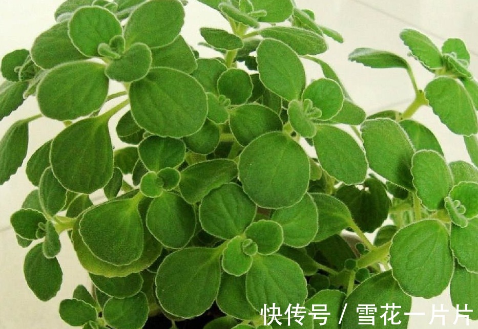 卧室养三种花，叶片绿，开花艳，空气清新，睡眠质量高