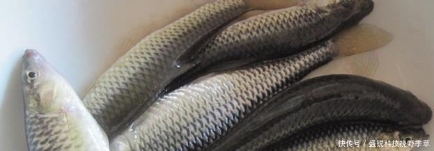 麦穗鱼|夏季钓鱼,面对小鱼大军的攻城略地,为何有些钓友输得很惨