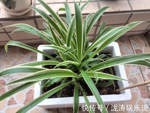 这4种盆栽,简单漂亮好养活,新手也可从1棵养到10棵,阳台放不下