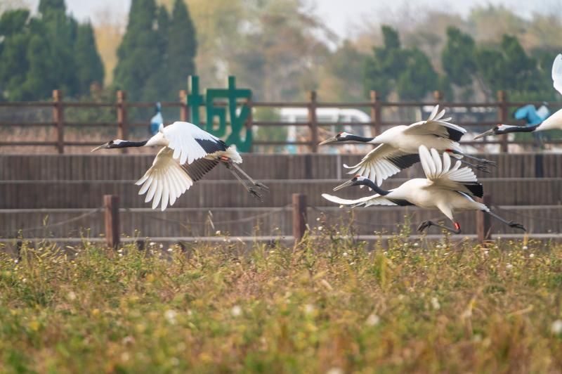 亚洲|走进“丹顶鹤驿站”，这里是亚洲最大的海岸滩涂湿地……