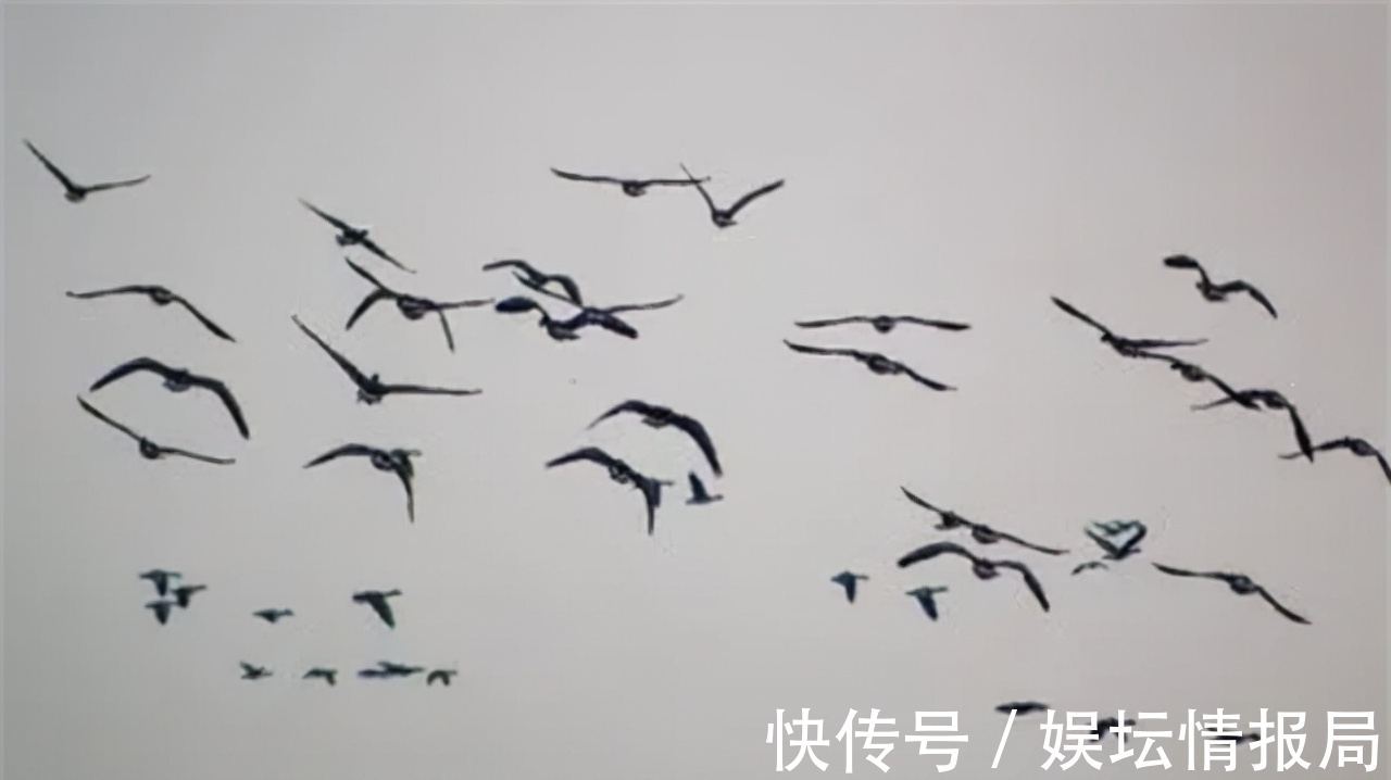 圆寂$他与六祖慧能4问4答,终成一代宗师,圆寂之际千只大雁护驾西归