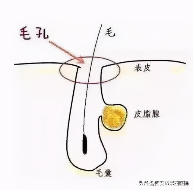 #安心变美课堂##我的安心变美推荐# 你的脸皮如此薄，你知道原因吗？