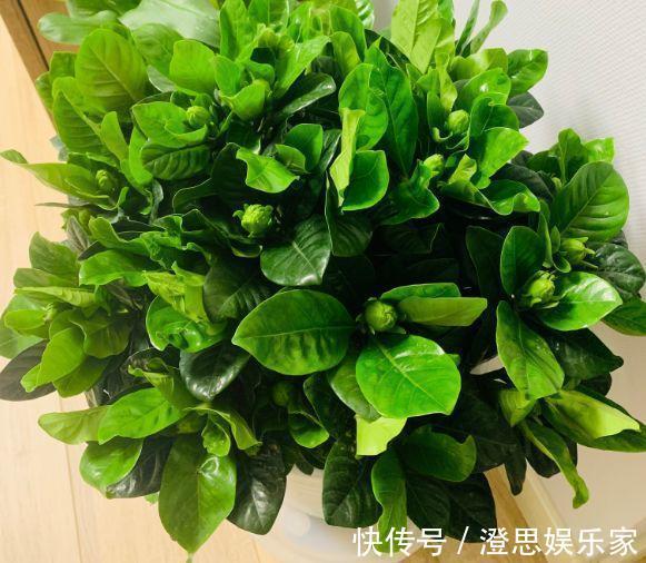 叶子|长寿的花苞迟迟不开用它喷两次,很快就能鼓起来!