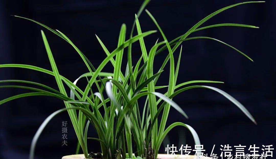 芒种|三分种、七分养，芒种时节的兰花，如何养出浓绿的叶子？