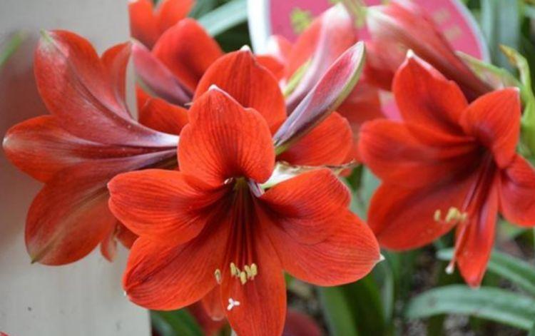 4种花号称花界劳模,花色繁多易爆盆,娇艳欲滴