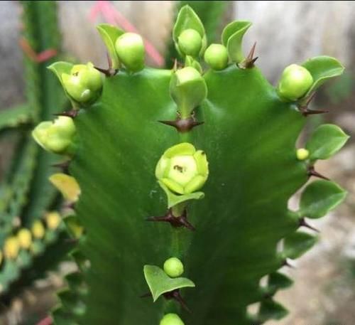 龙骨不开花，是怎么回事？