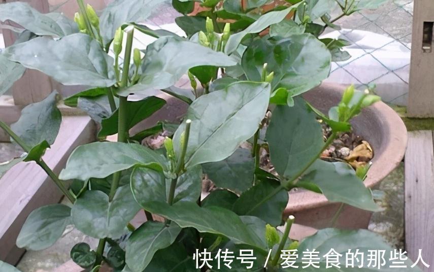 11月养茉莉，狠心剪1刀，做好4个不能，来年长势猛，花艳