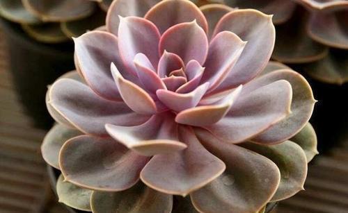 易度夏|夏天养一盆多肉紫珍珠,不褪色颜色美,皮实好养易度夏