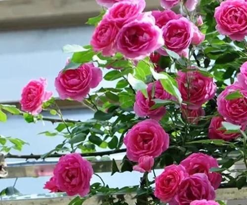 此花，耐晒又耐冻，养一棵四季有花赏，香味清新，值得拥有