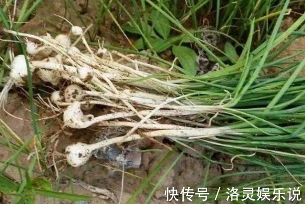 苦菜|埋没在农村4种抗癌野菜，很多人嫌脏不愿吃，却比蒲公英好100倍
