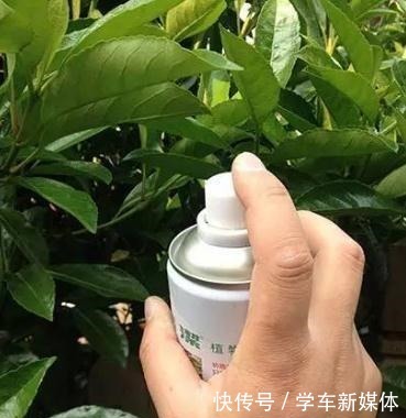 难怪养花“买一盆、死一盆”,简单3步操作,养啥旺啥,晋升高手!