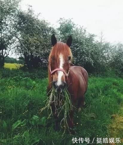 良骥#上联“好马不吃回头草”,下半句更为经典,道尽了人性