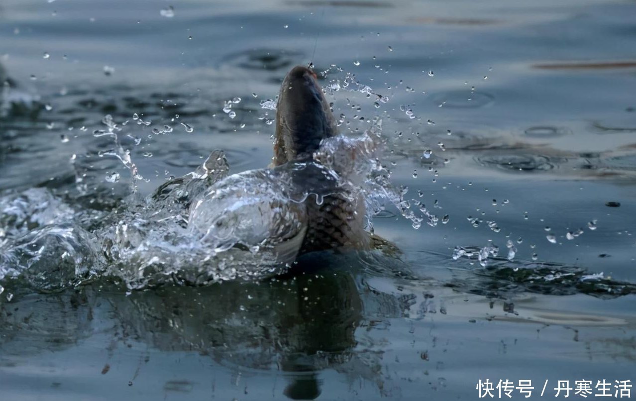 红虫|黑坑鱼突然停口怎么回事?老钓手教你妙招轻松解决