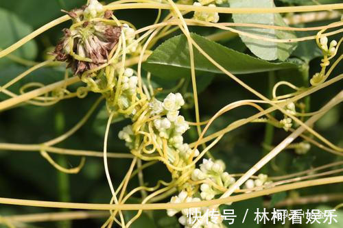 莲子|鬼斧神工的中药方子,简单3味药,泡水喝脾、肾同补!