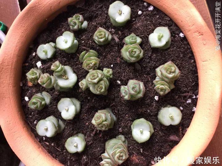 6种多肉太难养，赶紧留个种，省得每年都要重新买！