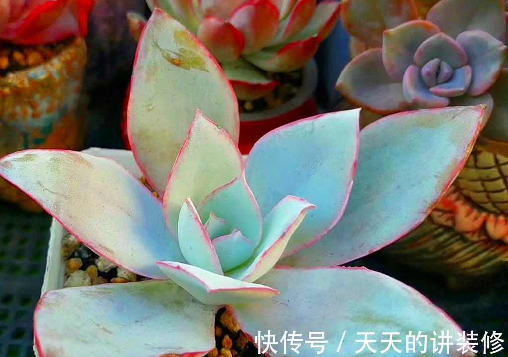 小苗期|多肉一直不在状态,可能是养护顺序弄错了,十三字养护秘诀请记好