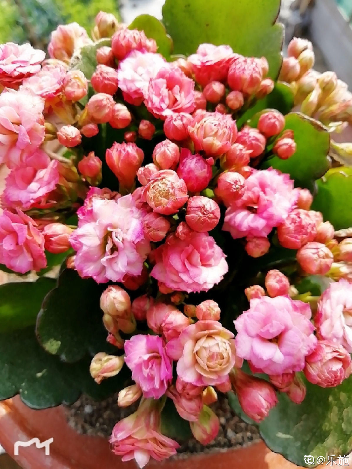 肯尼亚山|想养长寿花？快来挑品种，挑得好胜过养得好