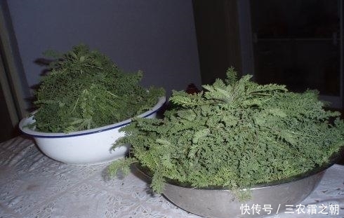 米蒿|田里一种米蒿草,过去农村人嫌辣不爱吃,如今珍贵成“明星菜品”