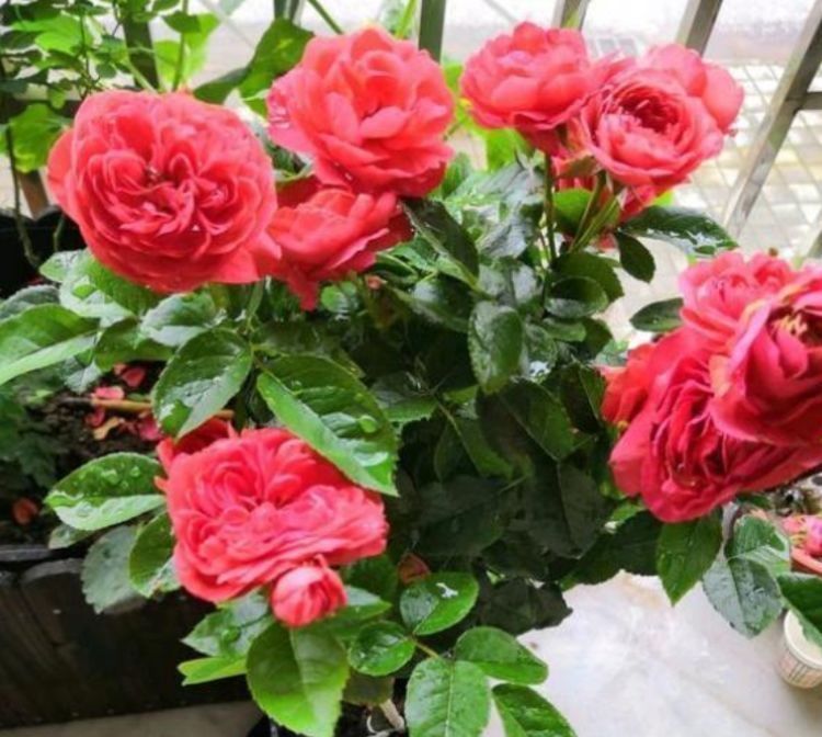 几种花超好养,花朵小巧玲珑,花叶俱美,养盆放阳台美极了