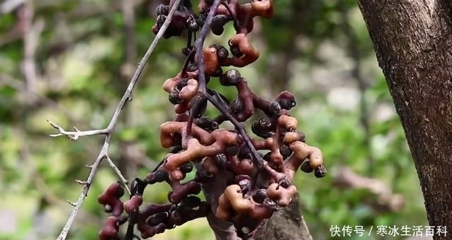 苏东坡|农村拐枣树常被忽视，号称“酒毒克星”，看看药用价值有多高