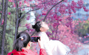 昆明动物园樱花节启幕：线上线下同赏 圆通樱潮