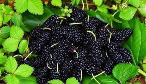 4物|男人吃羊腰其实并不养肾，真正养肾的是4物，或许知道的人太少