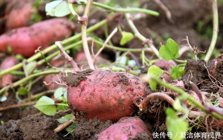  红薯它|乡下这种食物随处可见，城里要卖好几块一斤，只因它全身皆是宝