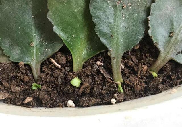 叶子|最好繁殖的三种花,掰一把叶子撒土里,疯狂长根爆芽