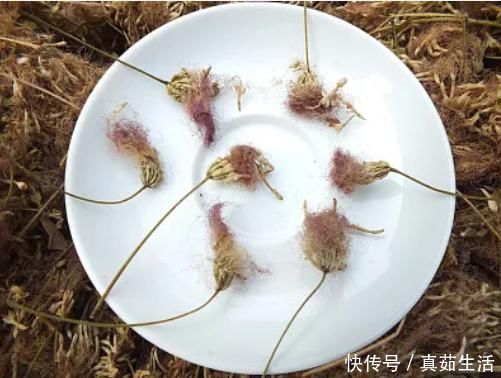 过敏|不是咽炎又没过敏，为何频繁清嗓干咳不停？2款茶饮方帮你“清嗓”！