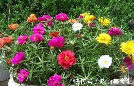 路边看到这三种花,掐根枝条回家,蹭蹭生根冒芽,花开小半年