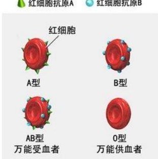 A型、B型、AB型、O型血，哪种是天生的长寿老人看看你是不是