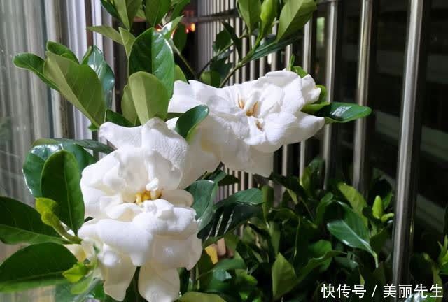 花芽|为什么栀子花总是养不好？老花匠找到了原因，不让问题发生是关键