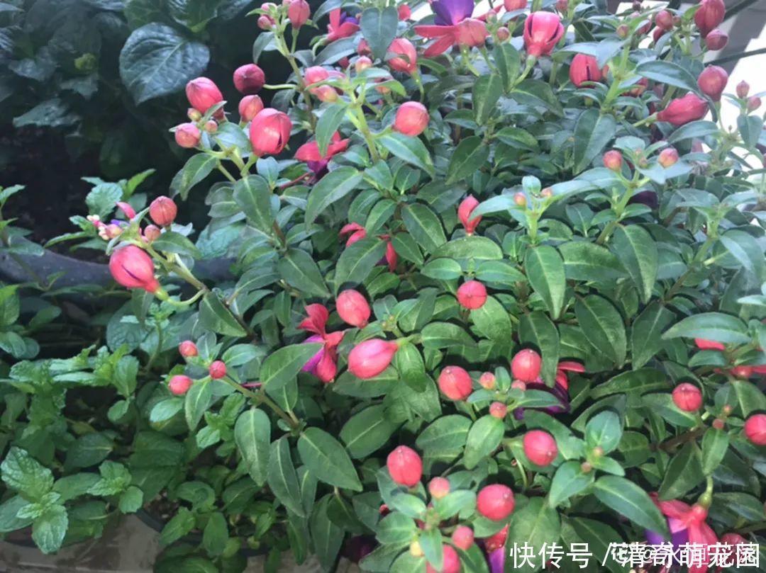 潮湿|超级“喜水”的花,3天不浇水,就离死不远了