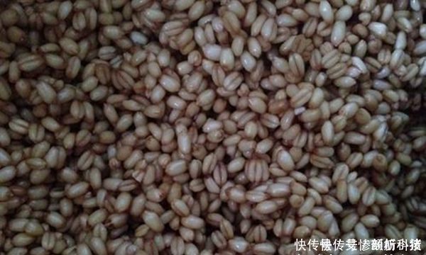 饵料|一种谷物一个饵料配方几款粮食饵料,小鱼不闹窝,专门钓大鱼